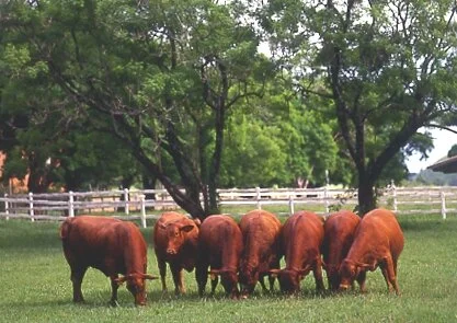 ABB se preocupa com o meio ambiente