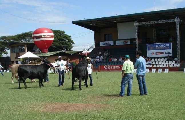 Raça Brangus dá entrada na ExpoLondrina 2008