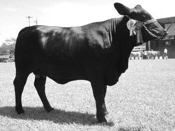 Julgamento de Brangus na ExpoLondrina é no domingo