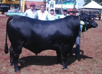 Resultados do julgamento de Brangus em Londrina