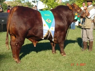 Uruguaiana é a próxima exposição com raça Brangus