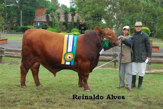 Resultados de julgamento Brangus em Uruguaiana