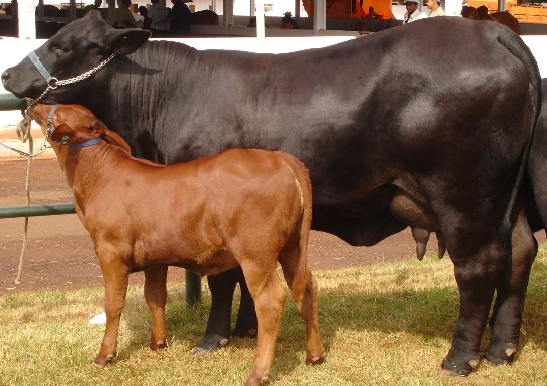 Poucos dias para julgamento Brangus em Dourados