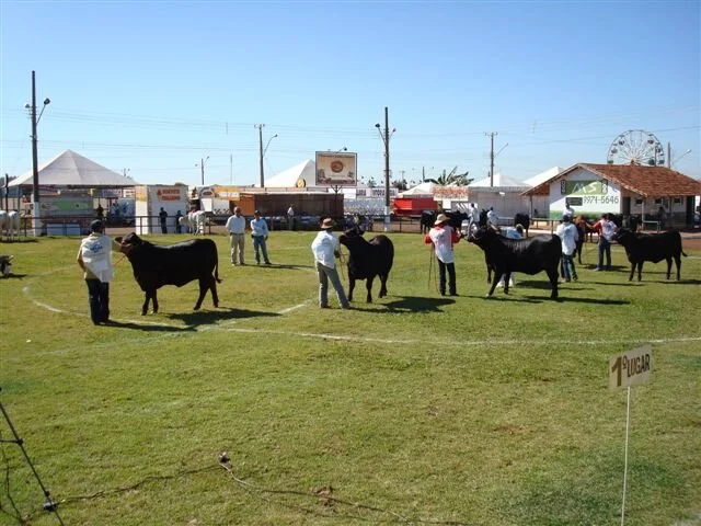 Resultados do julgamento e leilão Brangus Dourados