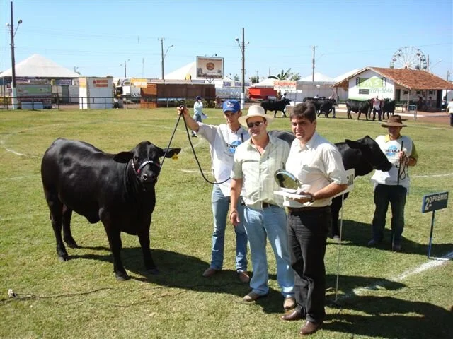 Todo resultado do julgamento Brangus em Dourados
