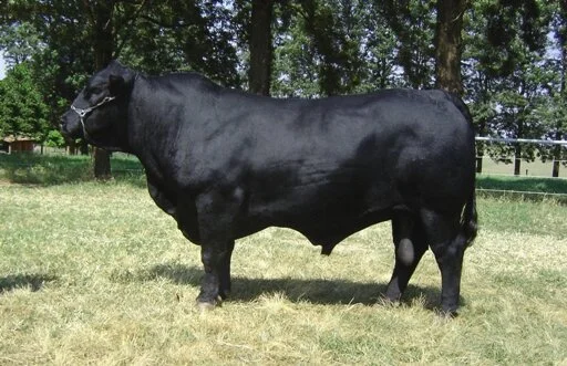 Lagoa destaca Titânio da raça Brangus na Feicorte