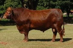 Sêmen de Campeão Sênior de Esteio já está na ABS