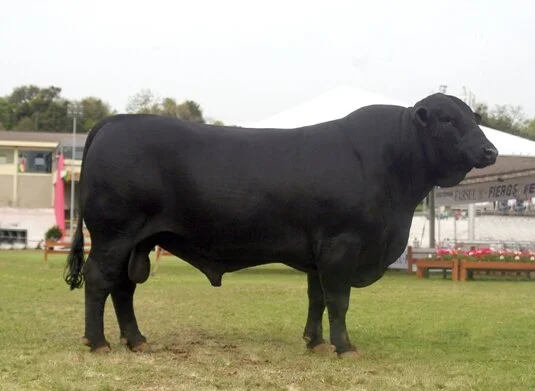 Sêmen Malibu vai ser comercializado pela Axelgen