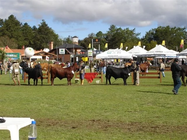 Núcleo Brangus Sul abre inscrições para Expointer
