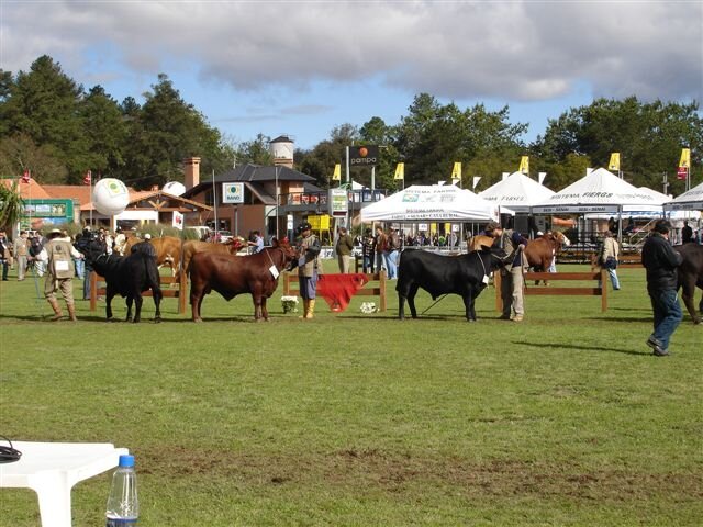 Último dia para inscrições Brangus na Expointer