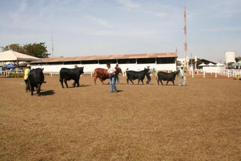 Rio Verde espera julgamento Brangus Classe A