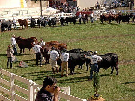 Brangus é a primeira raça do Paraguai