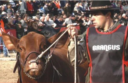 Brangus tem recorde de animais em Palermo