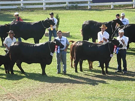 Paraguai importa genética Brangus dos EUA