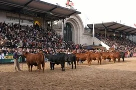 Palermo divulga resultados de julgamento Brangus