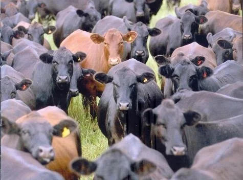 Dois touros Brangus são as estrelas do leilão GAP