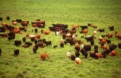 BR Texas realiza leilão de touros em Campo Grande