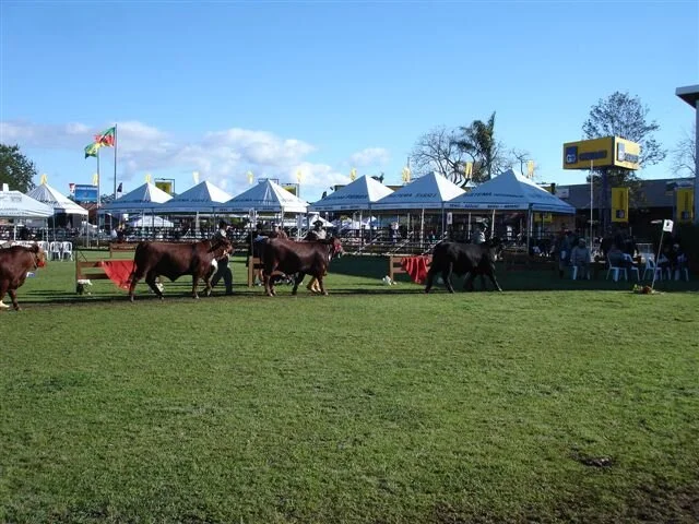 Expointer: Brangus são os primeiros animais
