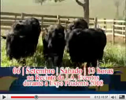 Brangus Prudente tem transmissão do Canal Rural