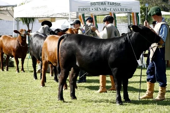 Expointer: Julgamento Brangus segue até fim do dia