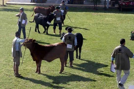 Expointer: julgamento Brangus confirma resultados