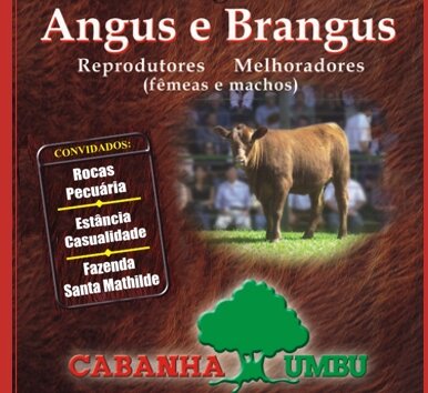 Leilão da Cabanha Umbu fatura R$ 807 mil