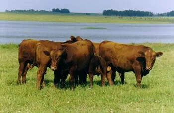 7° Leilão Touros da Fronteira oferece Brangus