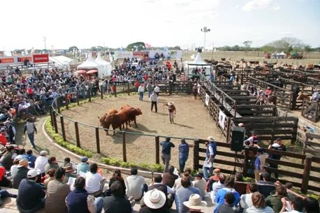 Argentina envia resultados da Nacional de Brangus