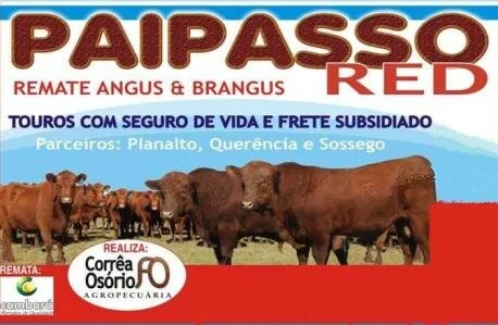 Leilão Paipasso Red 2008 é segunda (13/10) no RS