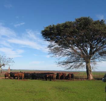 7° Leilão Touros da Fronteira acontece dia 17