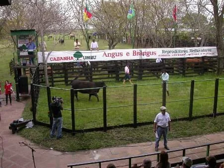 Média Brangus aumenta 18% em Dia de Negociarmos