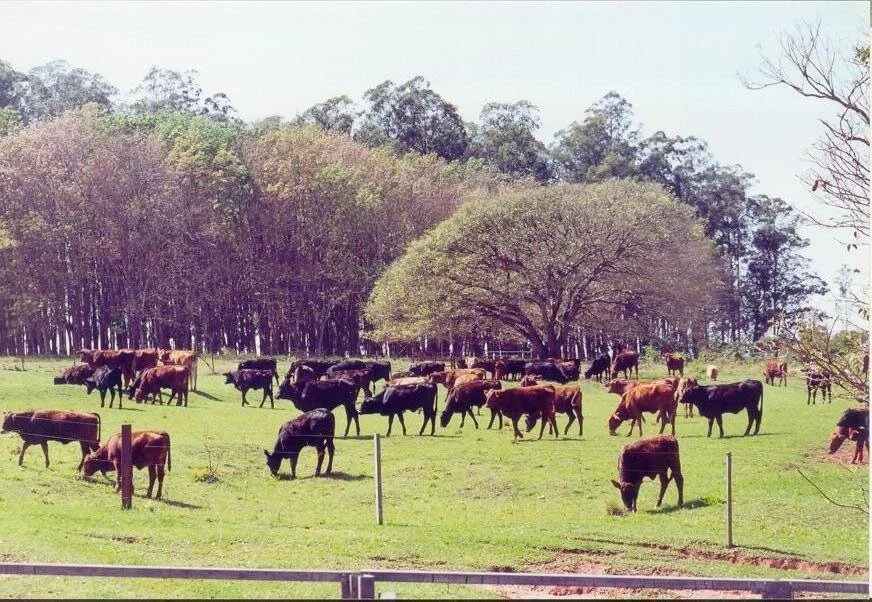 Leilão Rusticidade Brangus será hoje (20/10)