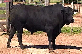 Veja aqui os resultados do 8º Brangus JMT