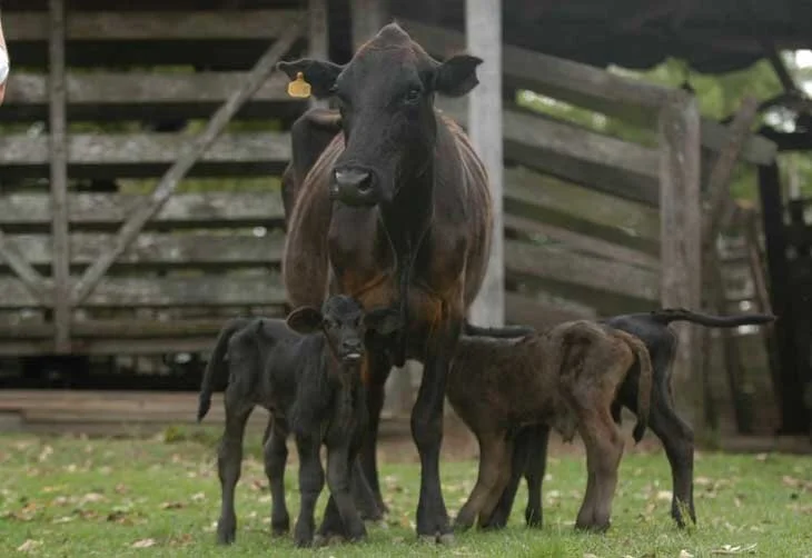 Vaca Brangus dá à luz trigêmeos em Santa Maria