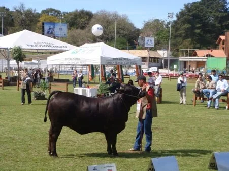 ABB divulga pontuação do ranking na Expointer