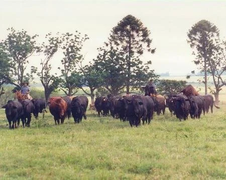 Embrapa vende produção de Brangus a campo