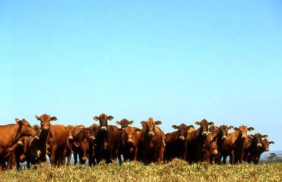 Fazenda Pouso Alegre faz leilão virtual dia 24