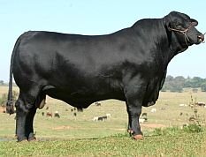 DBO destaca retorno do Brangus à Expo-Umuarama