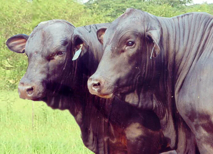 Sobe 15,7% número de registros em 2008