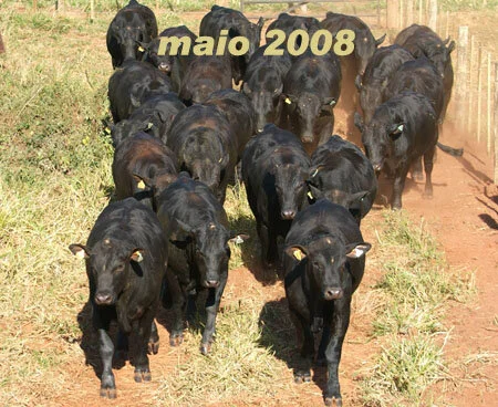 RETROSPECTIVA MAIO 2008