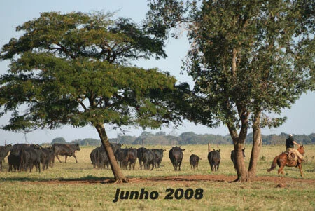 RETROSPECTIVA JUNHO 2008