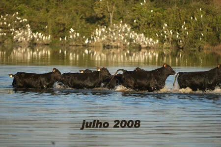 RETROSPECTIVA JULHO 2008