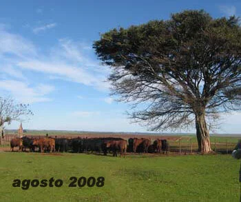 RETROSPECTIVA AGOSTO 2008