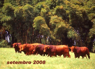 RETROSPECTIVA SETEMBRO 2008