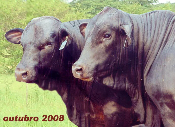 RETROSPECTIVA OUTUBRO 2008