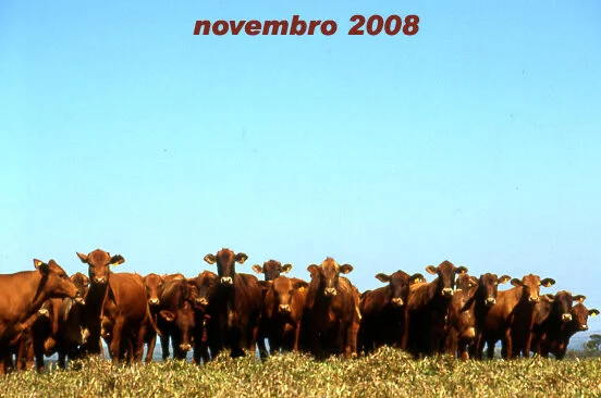 RETROSPECTIVA NOVEMBRO 2008