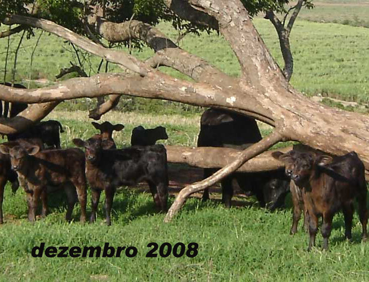 RETROSPECTIVA DEZEMBRO 2008