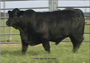 "Brangus é o nosso negócio"