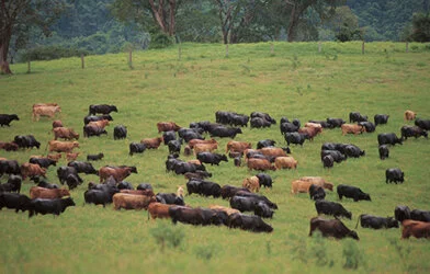 ExpoLondrina tem 36 leilões agendados