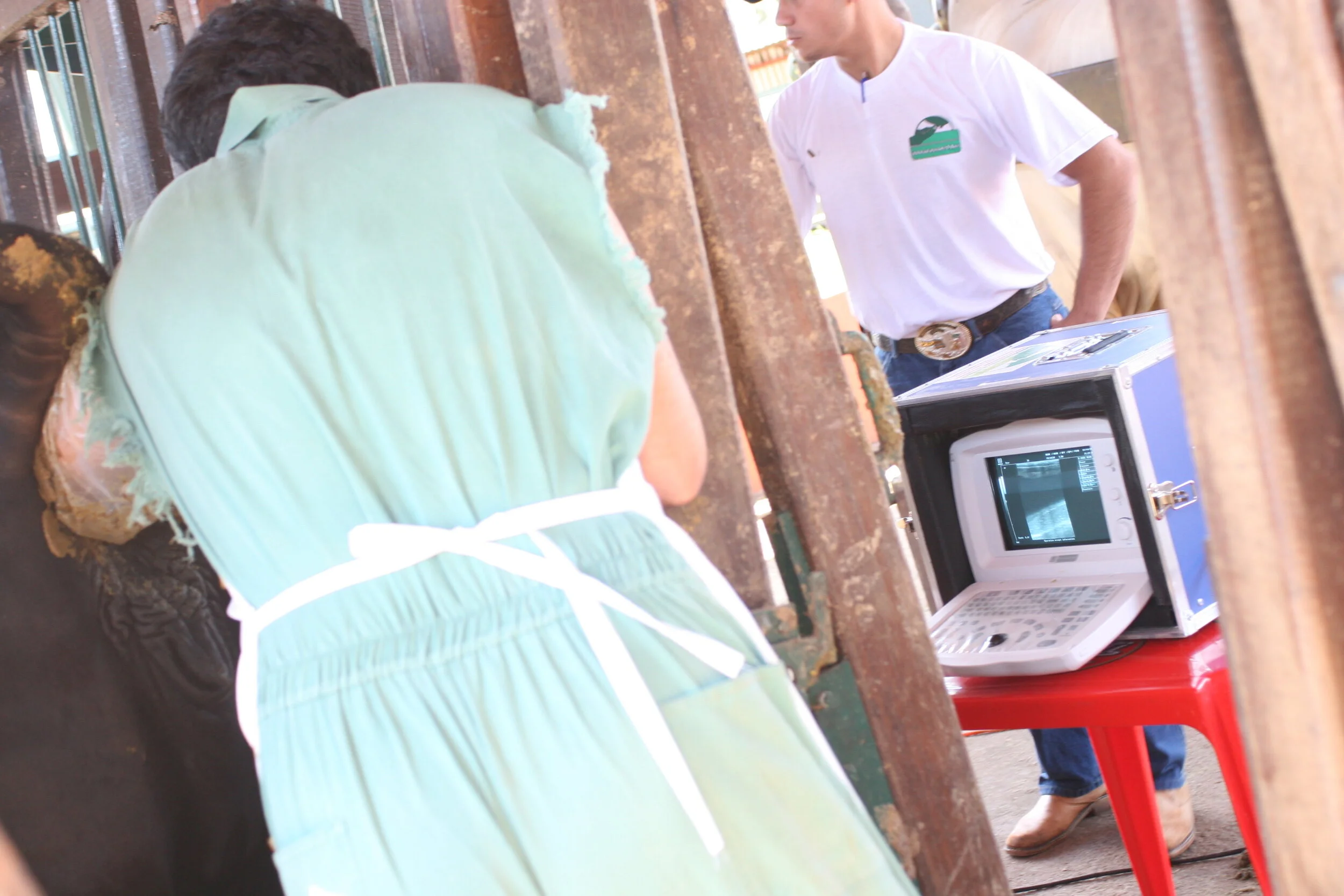 Fêmeas de 20 meses passam por exames